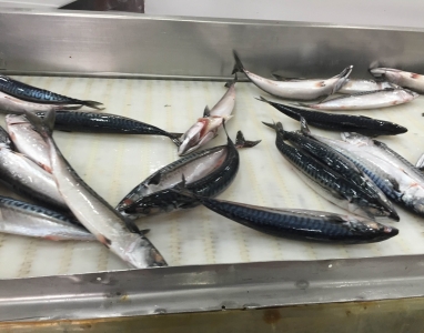 SEASON ATLANTIC MACKEREL